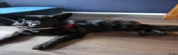 German Shepherd dogs for sale: Female German Shepherd for sale in Haddington - Advert 1