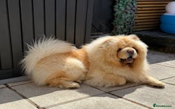 Chow Chow dogs for sale: Chow chow  - Image 1