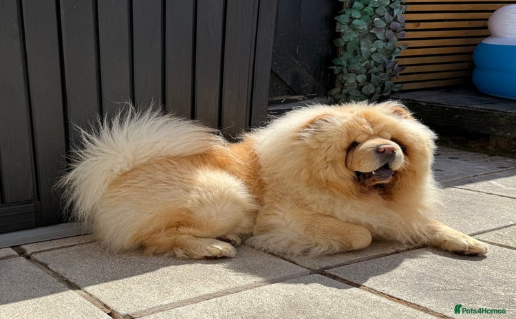Chow Chow dogs - Advert 1