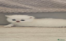 British Shorthair cats for sale: British Shorthair - Advert 13