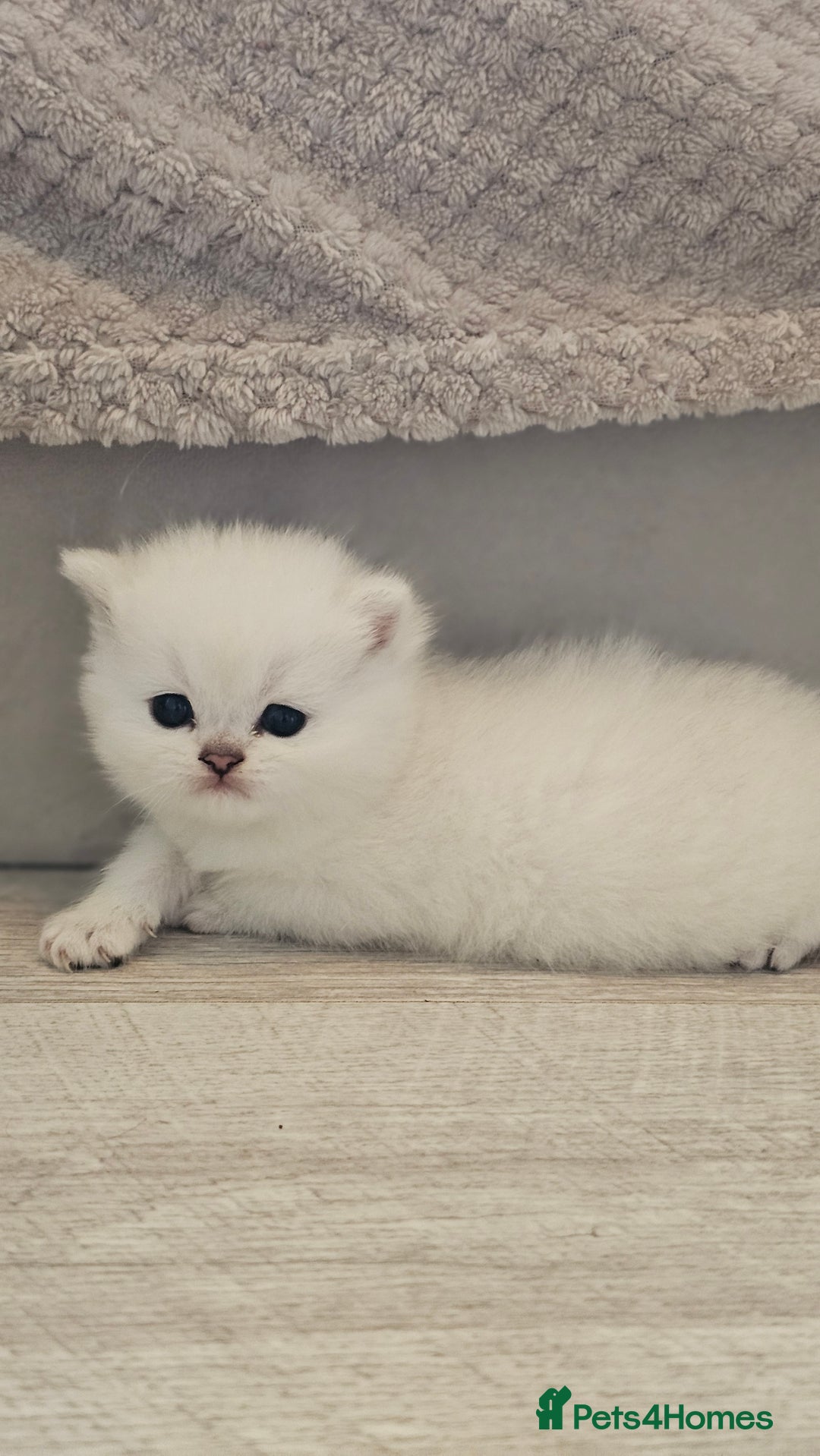 British Shorthair cats for sale: British Shorthair - Advert 13