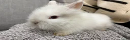 Lionhead rabbits for sale: Double Mane Lion Head Bunnies 🐰 for sale  - Advert 19