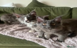 Maine Coon cats for sale: Ready now. Maine Coons big and chunky💖 - Image 39