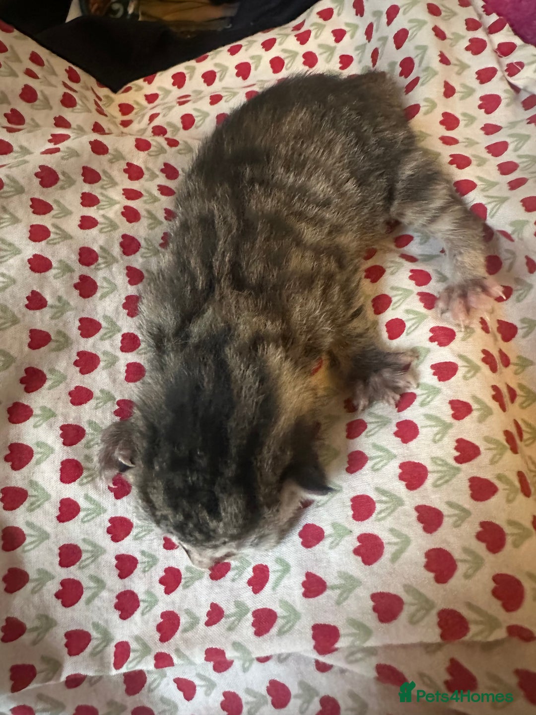 Mixed Breed cats for sale: X 3 Mixed tabby kittens - Advert 3