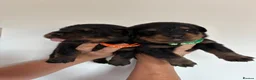 Rottweiler dogs for sale: KC Registered Rottweiler Puppies - Advert 3