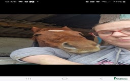 Riding pony horses for sale: Stunning show pony  - Image 10