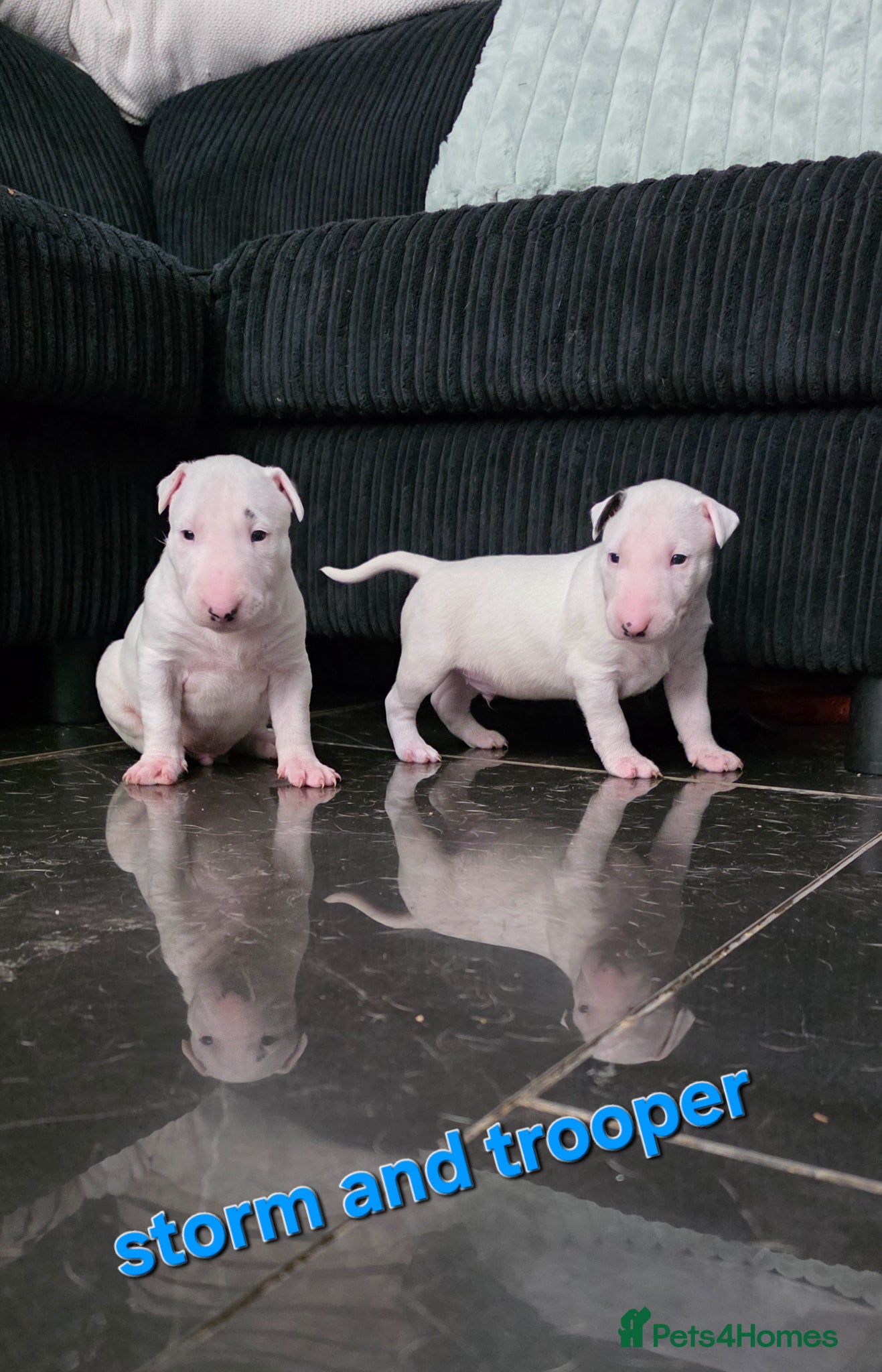 English Bull Terrier dogs KC English bullterrier puppies available  - Advert 2