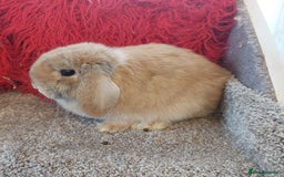 Mini Lop rabbits for sale: Pure minilop Harliquin Buck - Image 4