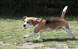 Beagle dogs for stud: Full Pedigree beagle for Stud! - Image 5