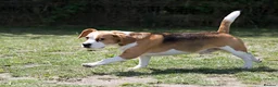 Beagle dogs for stud: Full Pedigree beagle for Stud! - Advert 5