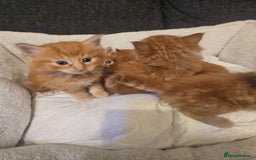 Maine Coon cats for sale: Maine Coone  - Image 13