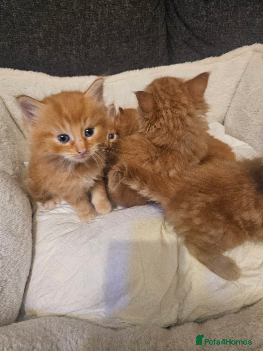 Maine Coon cats for sale: Maine Coone  - Image 13