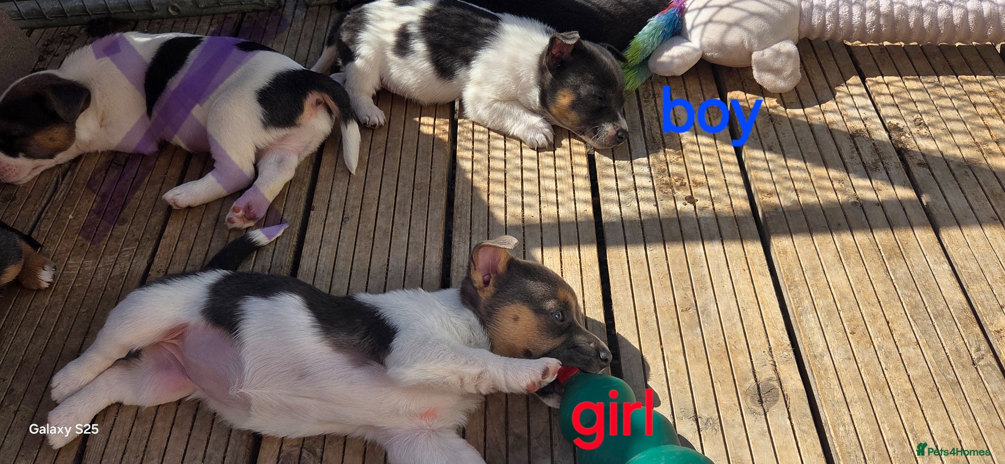 Jack Russell dogs Absolutely adorable jack russel puppy blue tri  - Advert 1
