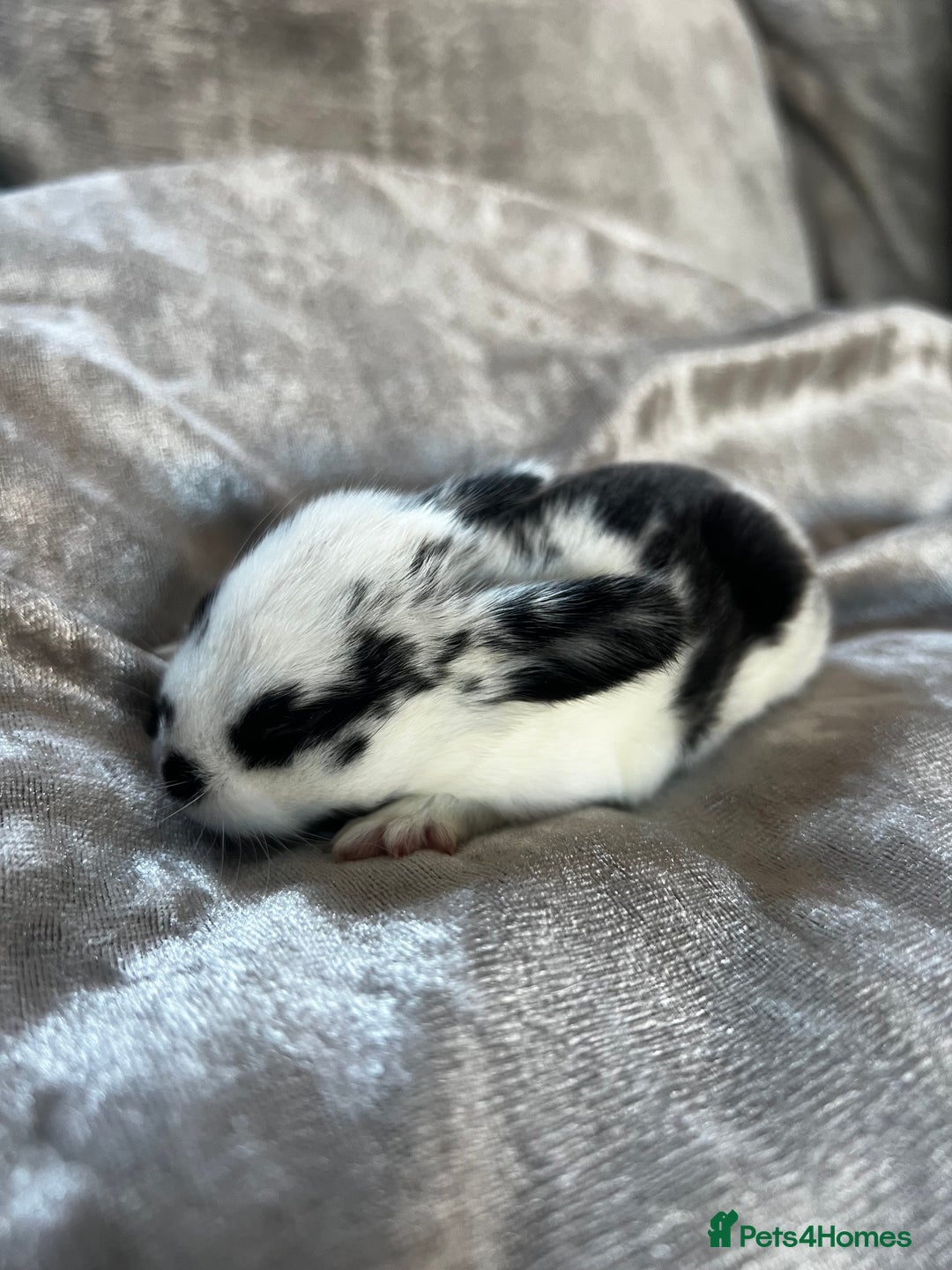 English rabbits for sale: Baby rabbits  - Image 2