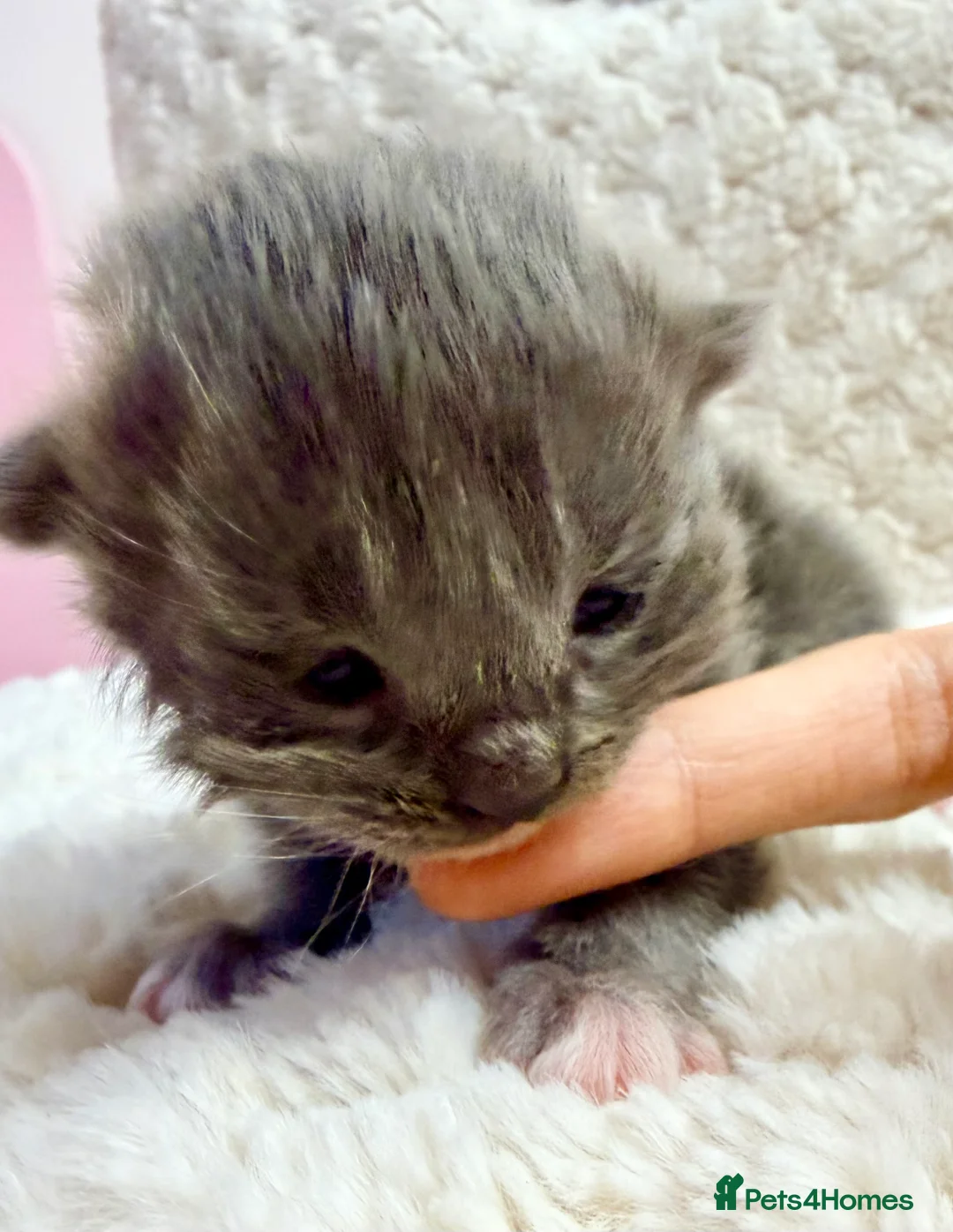 Siberian cats for sale: ✨ Stunning Siberian Neva Masquerade Kittens ✨ - Advert 8