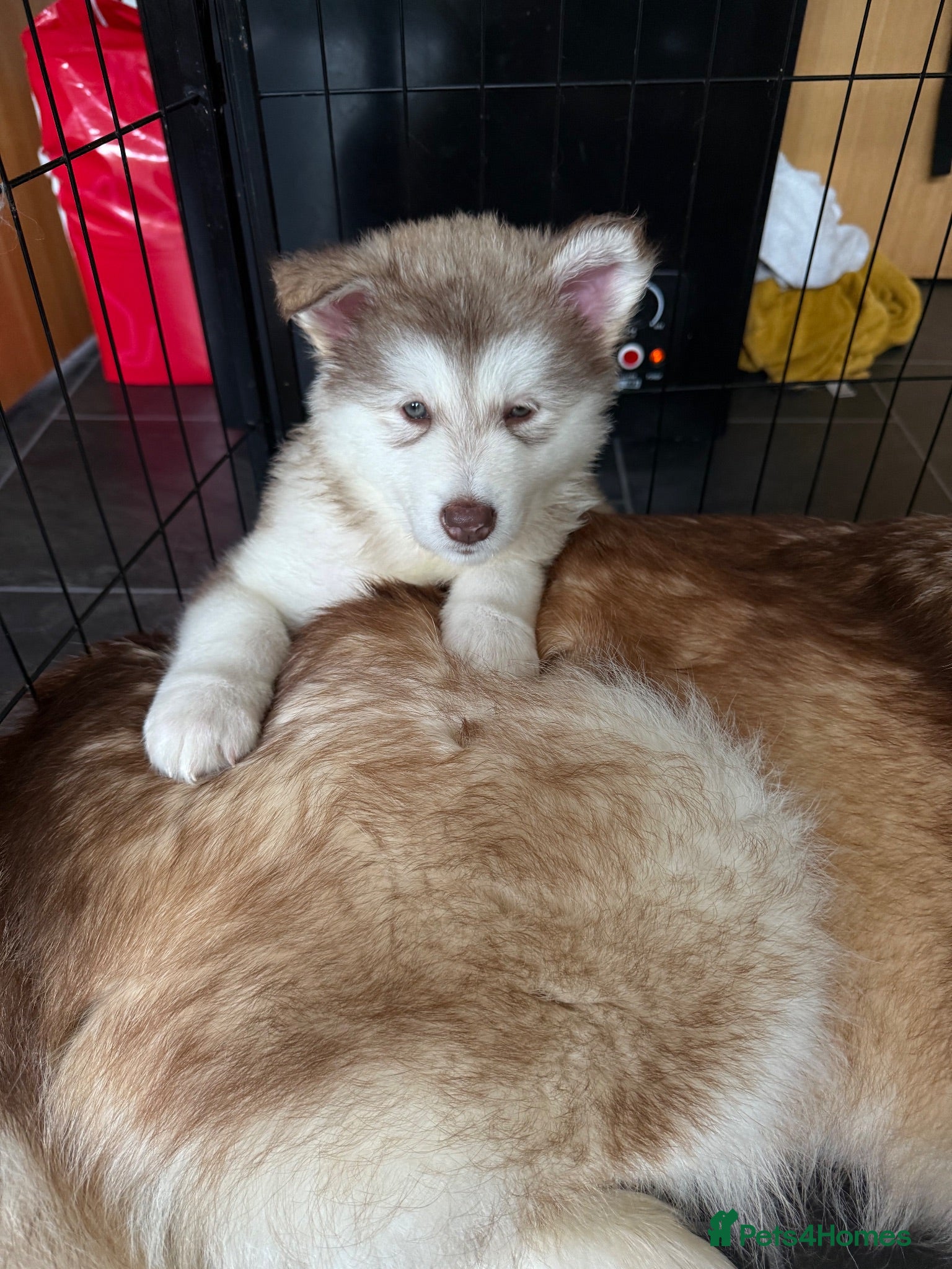 Alaskan Malamute dogs Alaskian malamute puppies  - Advert 7