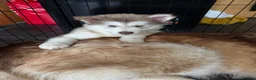 Alaskan Malamute dogs for sale: Alaskian malamute puppies  - Advert 1