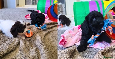 Cockapoo dogs in Pershore - Advert 9