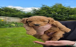 Australian Labradoodle dogs for sale: Reduced-Multigen Aussie Labradoodles curly/nonshed - Image 33