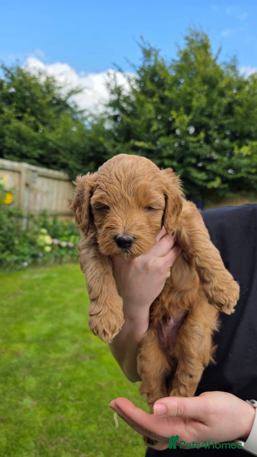 Australian Labradoodle dogs for sale: Reduced-Multigen Aussie Labradoodles curly/nonshed - Image 33