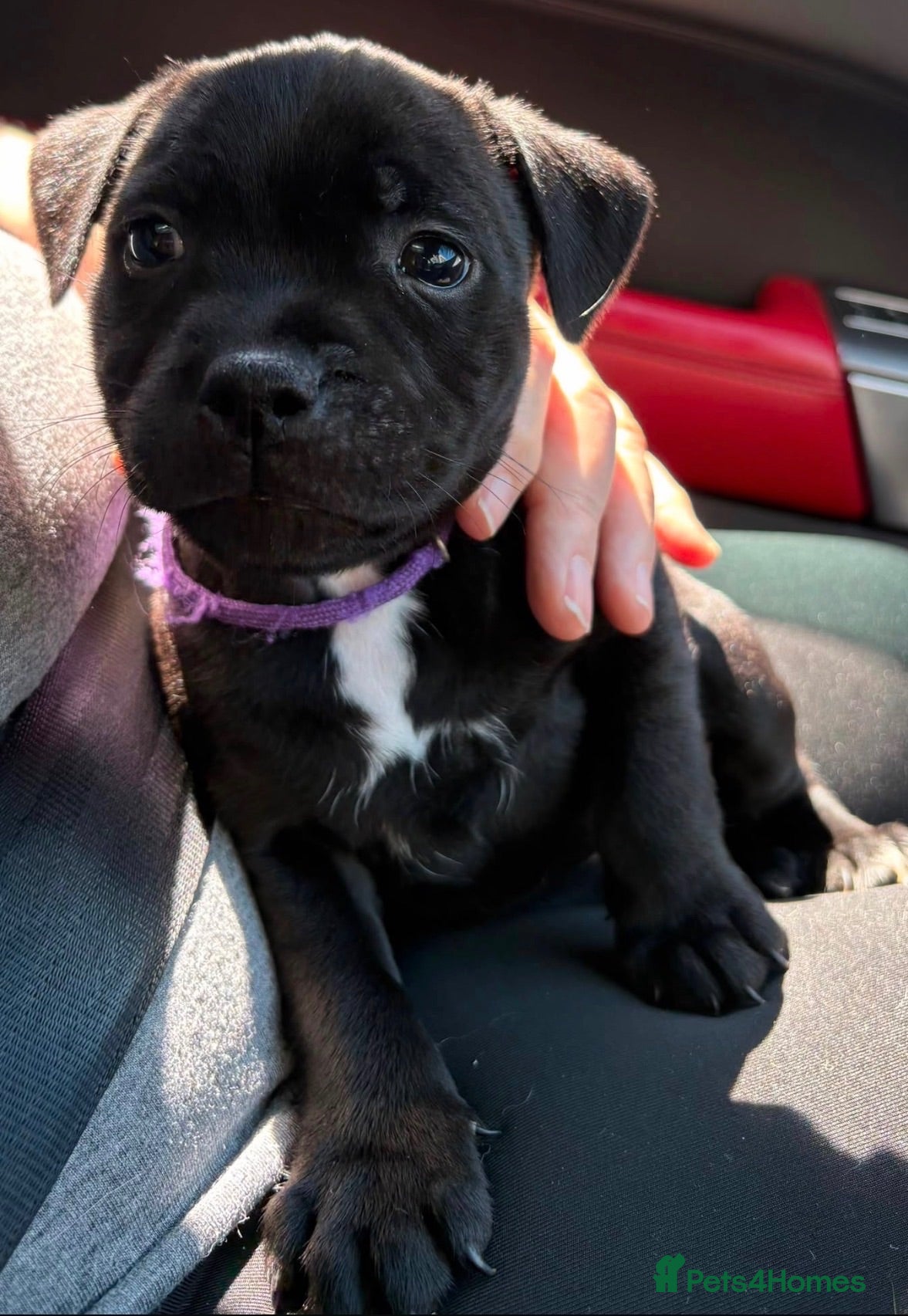 Staffordshire Bull Terrier dogs STAFFORDSHIRE BULL TERRIER BULLSCAFF PUPPIES - Advert 6