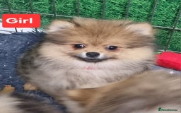 Pomeranian dogs for sale: Pomeranian  - Image 4