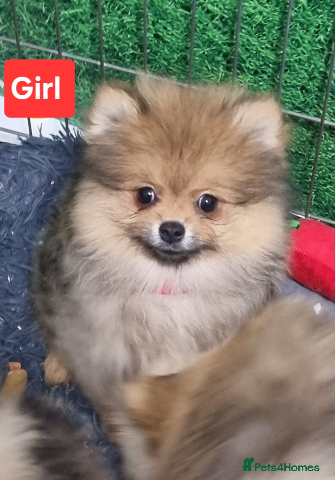 Pomeranian dogs for sale: Pomeranian  - Image 4
