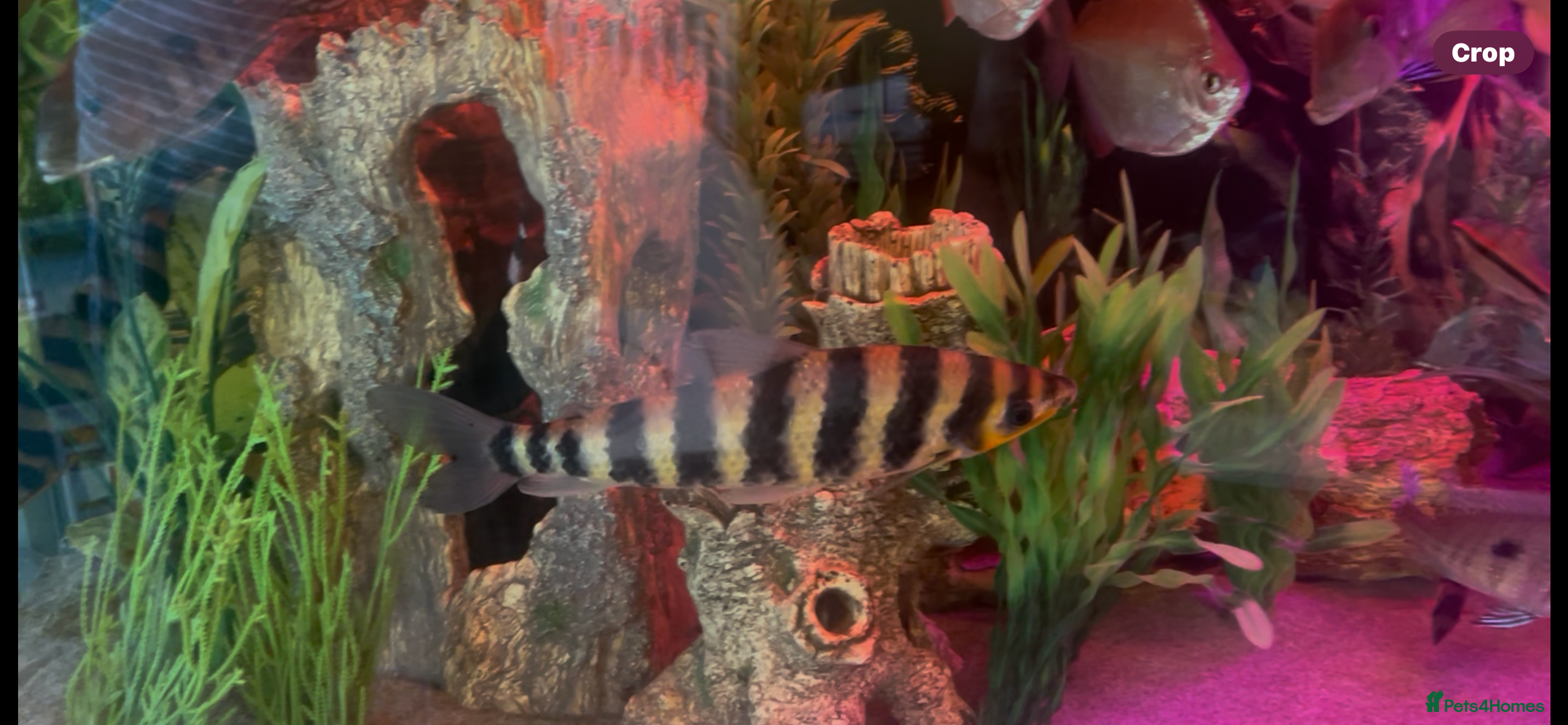 Cichlids fish Banded Leporinus - Advert 1