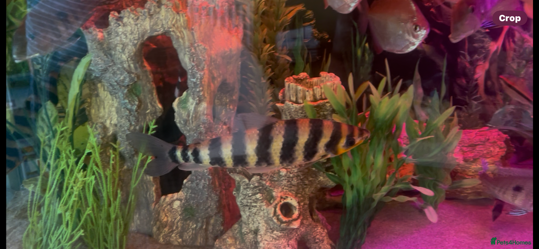Cichlids fish for sale: Banded Leporinus - Advert 1
