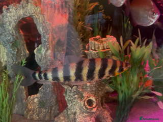 Cichlids fish Banded Leporinus - Advert 7