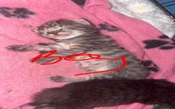 Mixed Breed cats for sale: 6 kittens looking for new homes  - Advert 25