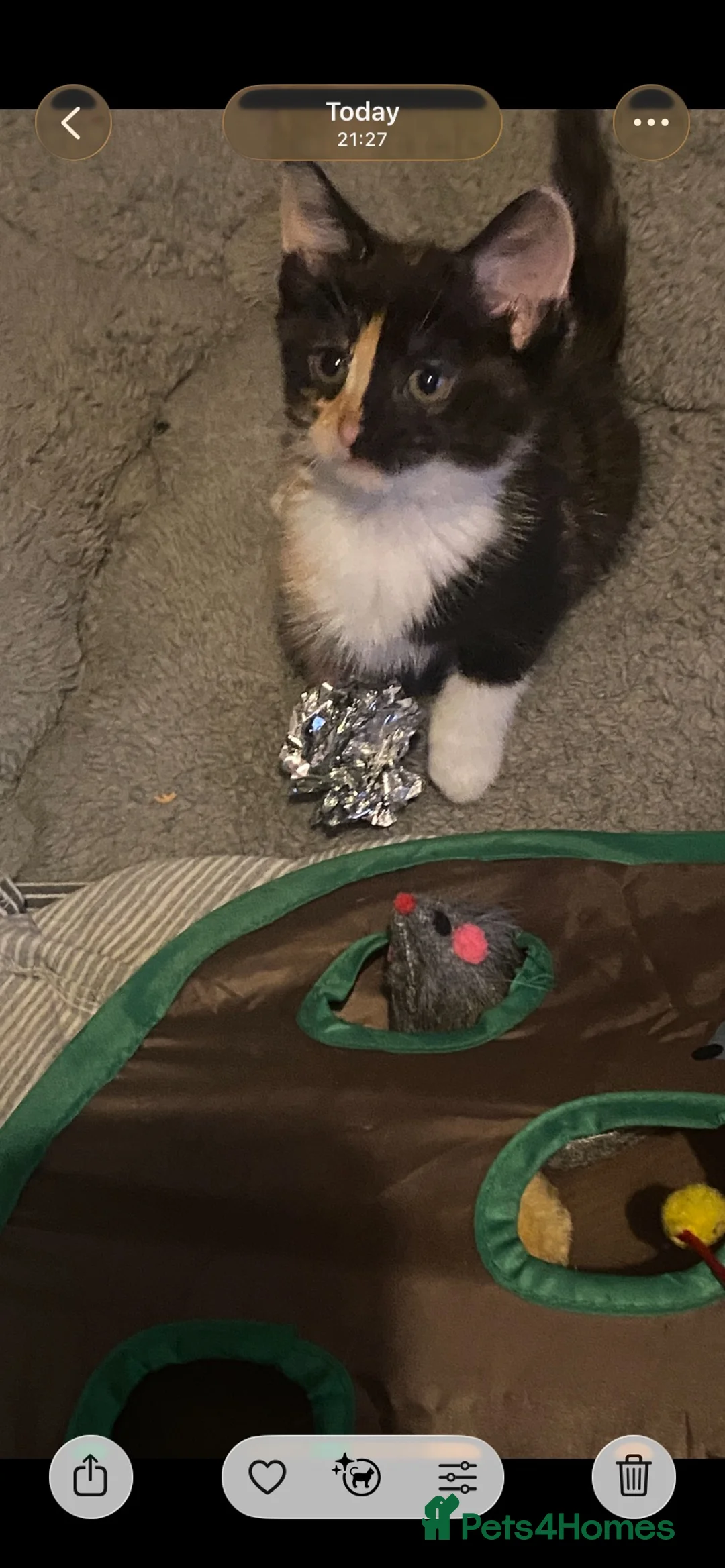 Mixed Breed cats for sale: Stunning female Kitten  - Advert 4