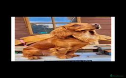 Cocker Spaniel dogs for sale: Fully health tested/champion bloodlines - Image 15