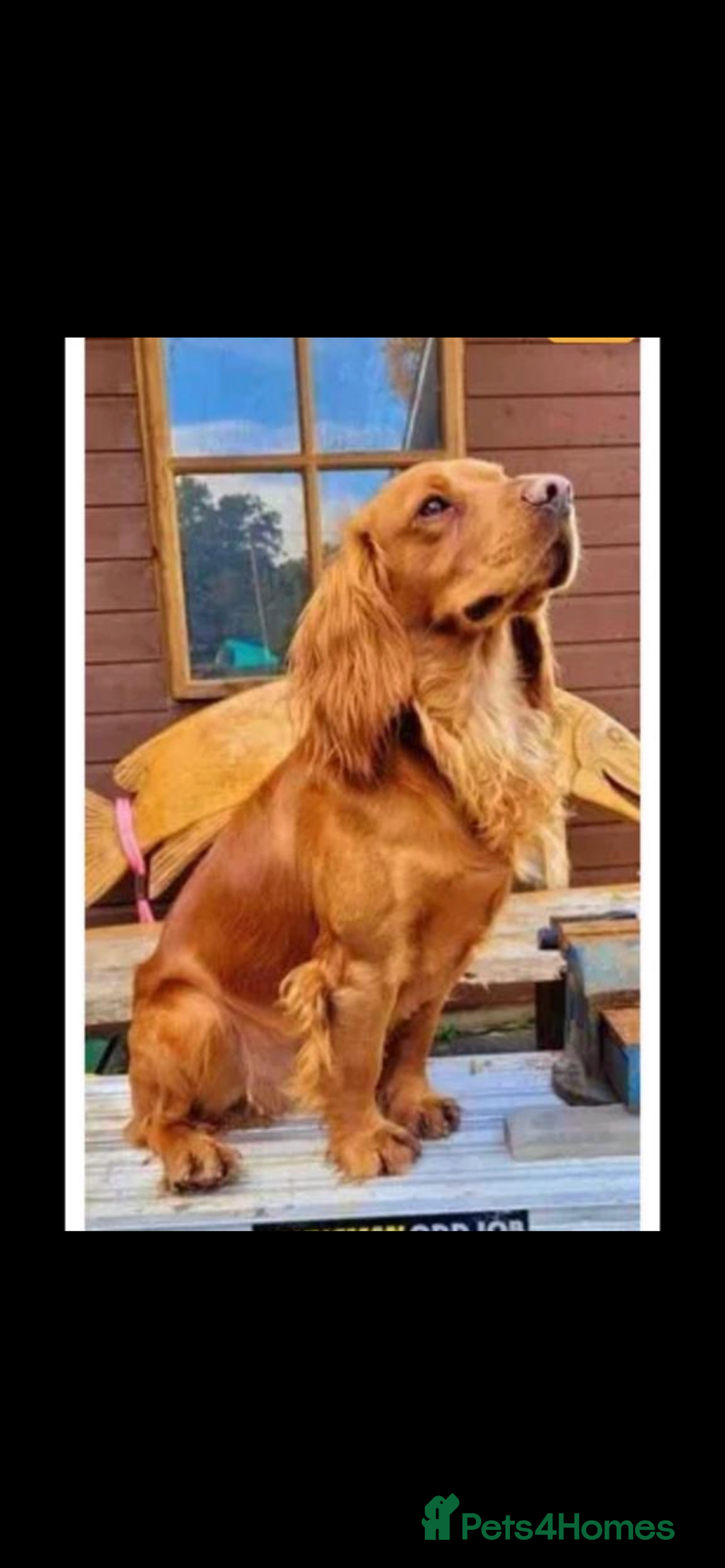 Cocker Spaniel dogs for sale: Fully health tested/champion bloodlines - Image 15