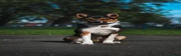 Border Collie dogs for sale: Male Border Collie  - Advert 6