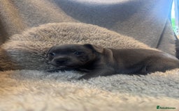 Staffordshire Bull Terrier dogs for sale: High Quality Blue & Black Staffy Puppies - Image 24