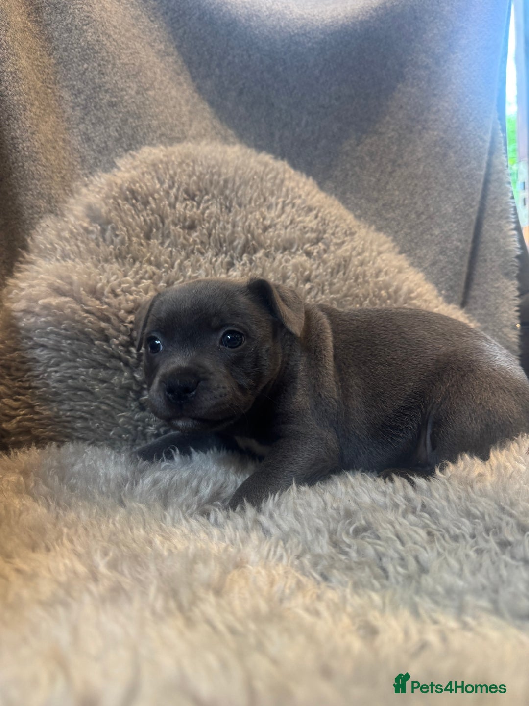 Staffordshire Bull Terrier dogs for sale: High Quality Blue & Black Staffy Puppies - Image 24