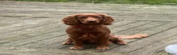Cocker Spaniel dogs for sale: Teddy - Advert 2