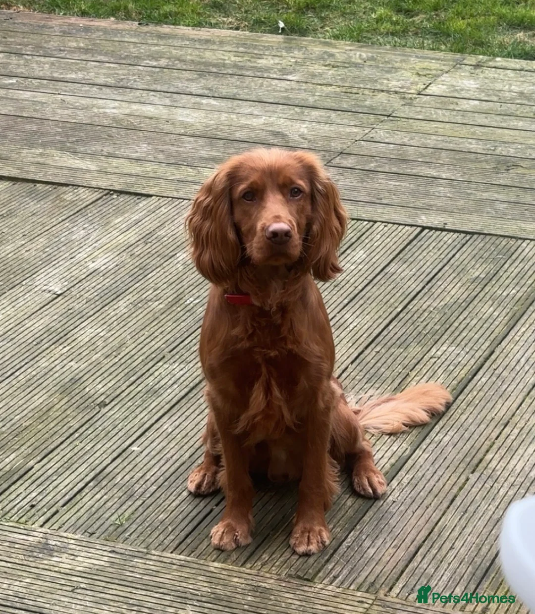 Cocker Spaniel dogs for sale: Teddy - Advert 2
