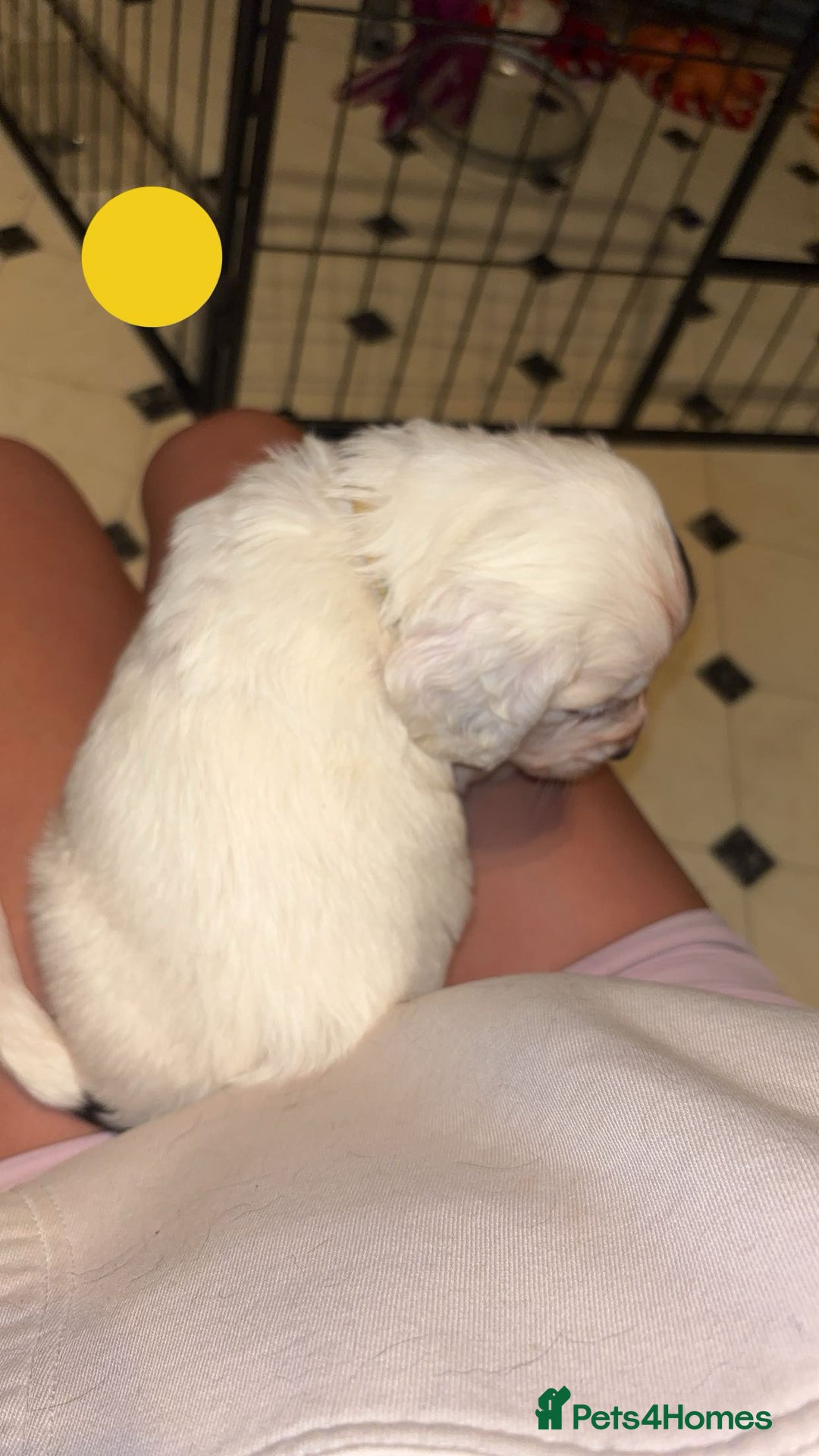 Sprocker dogs for sale: Sprocker Puppies - For Sale - Advert 4