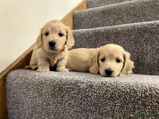 Miniature Dachshund dogs Cream Longhaired Mini Dachshunds - Advert 16