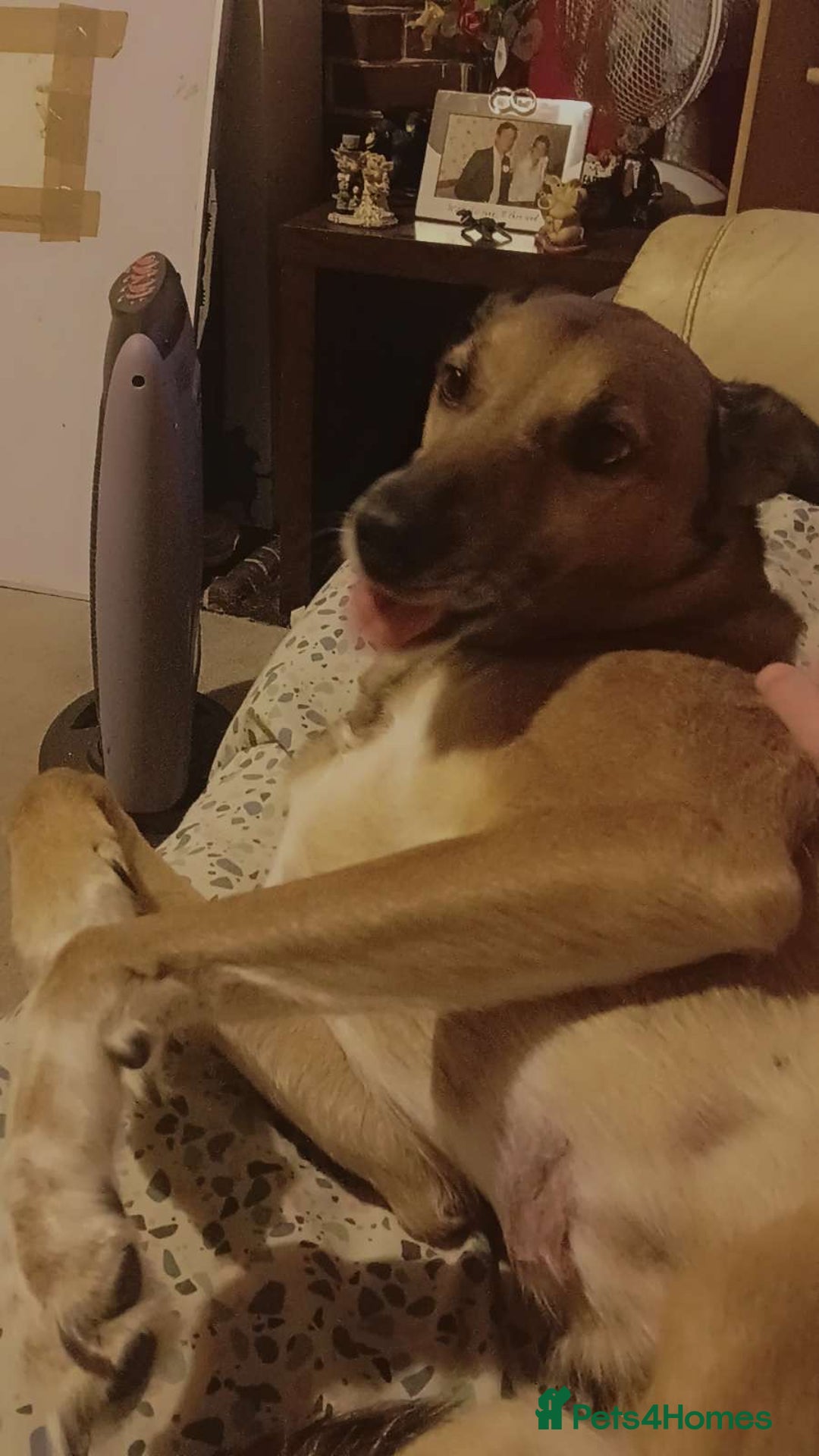 Mixed Breed dogs for sale: Lurcher cross  **  - Advert 3