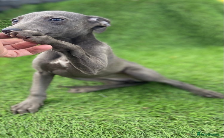 Whippet dogs - Advert 1
