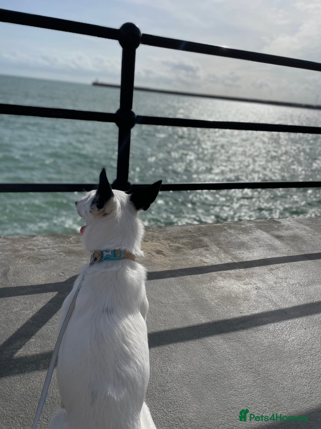 Border Collie dogs for sale: Koda is looking for her new home - Advert 12