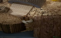 Hamster rodents for sale: Male Syrian Hamster - Image 4