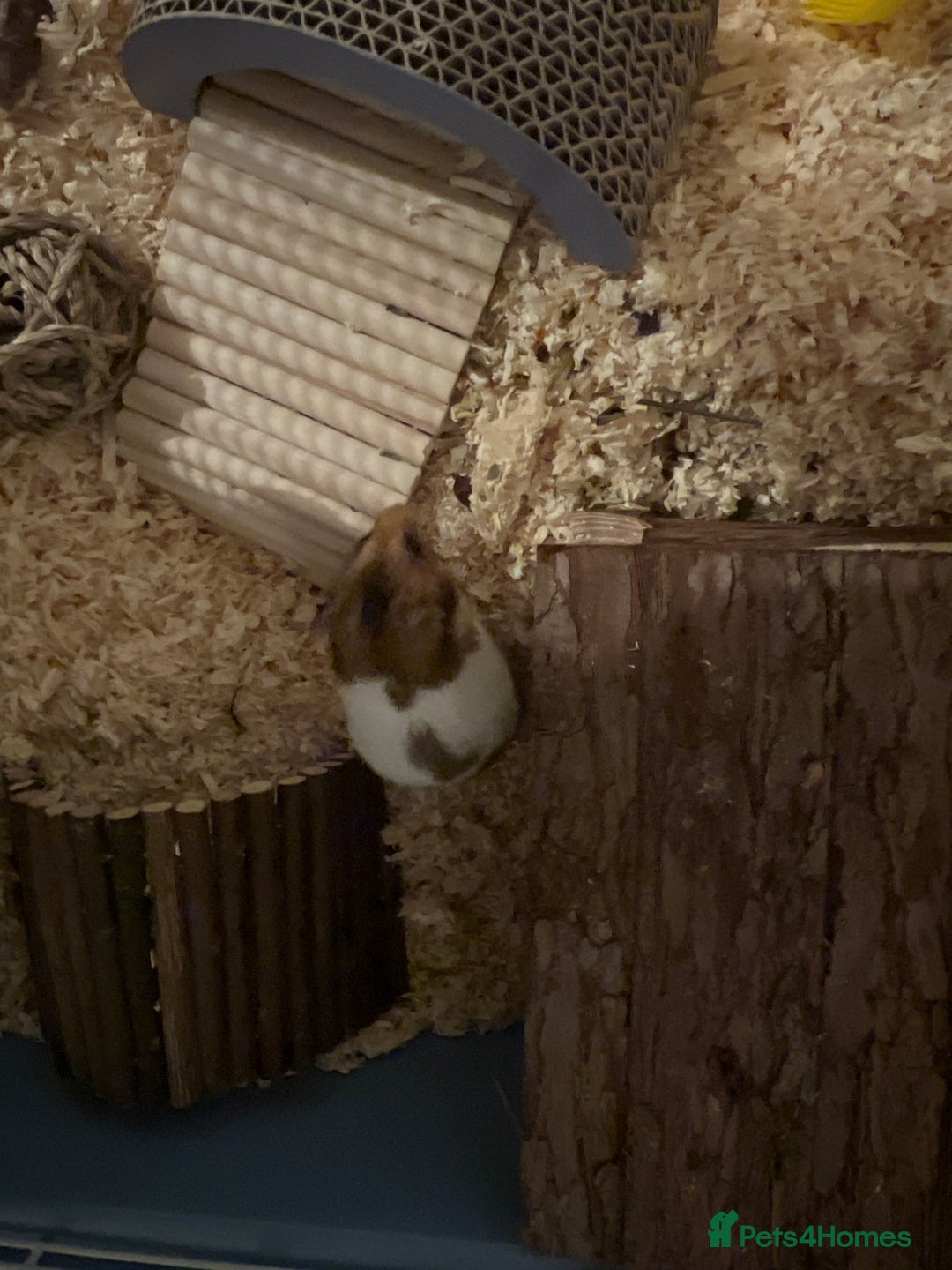 Hamster rodents for sale: Male Syrian Hamster - Image 4
