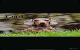 Miniature Dachshund dogs for sale: Ready Now Full Pedigree KC Reg Mini Dachshunds - Image 13