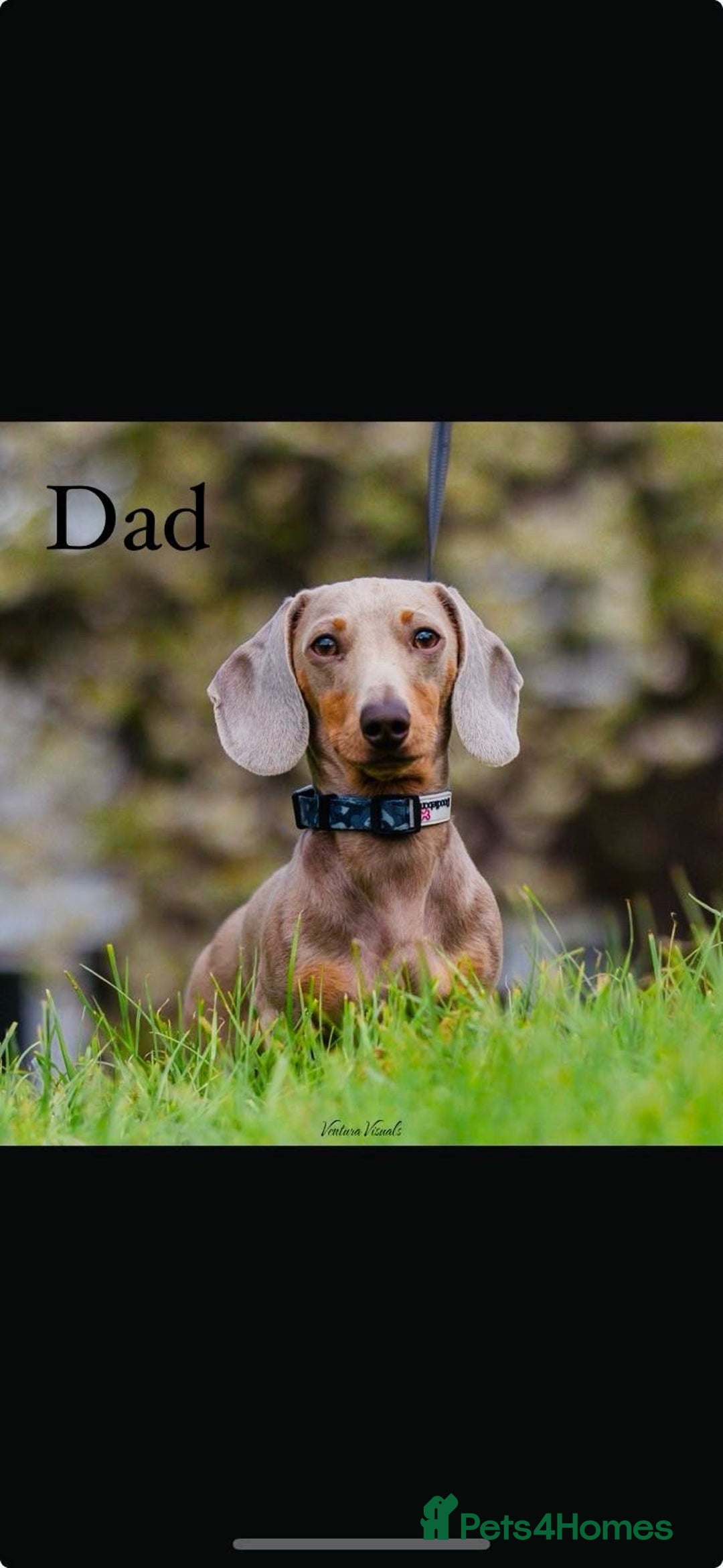 Miniature Dachshund dogs for sale: Ready Now Full Pedigree KC Reg Mini Dachshunds - Image 13