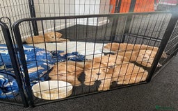 Cockapoo dogs for sale: STUNNING F1 COCKAPOO PUPPIES  - Image 12