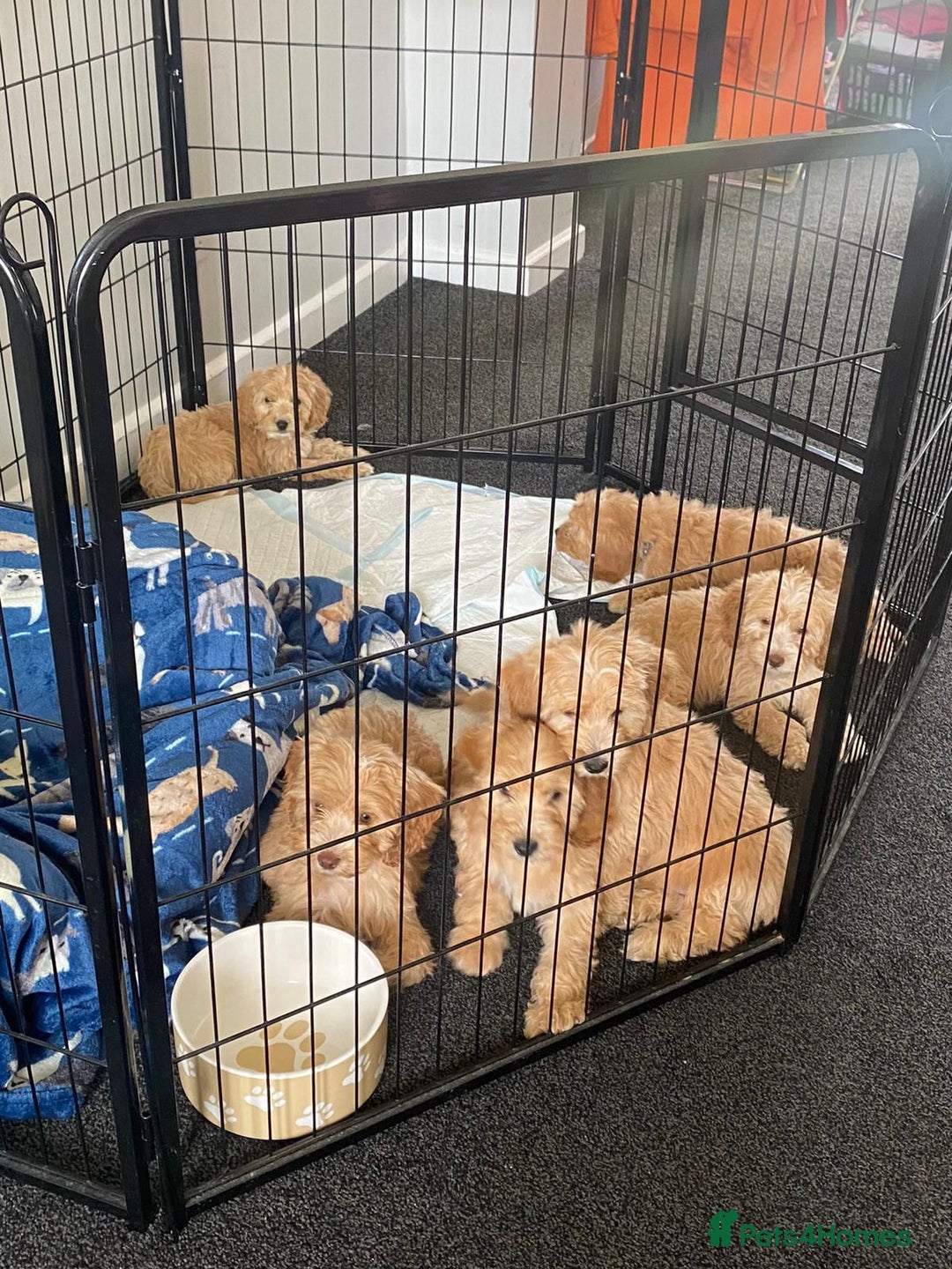 Cockapoo dogs for sale: STUNNING F1 COCKAPOO PUPPIES  - Image 12